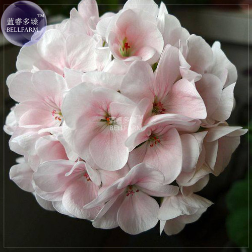 BELLFARM Geranium White-to-light pink Hydrangea-typed Bonsai Flowers, 10 seeds/pack, big blooms heirloom flowers