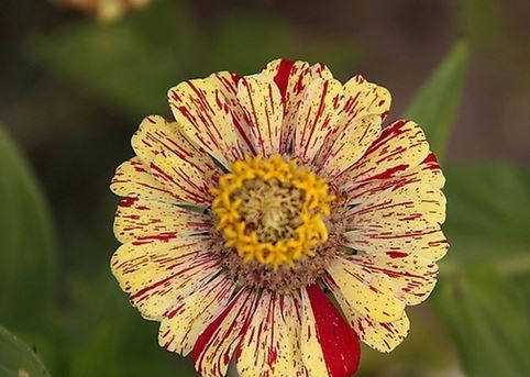 BELLFARM Zinnia Angustifolia Yellow Red Stripe Annual Garden Flowers Seeds 30PCS
