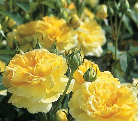 BELLFARM Heirloom Yellow Upright Fragrant Tea Rose Shrub Garden Flower Seeds