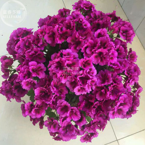 BELLFARM Geranium Dark Purple 'violet butterfly' Perennial Bonsai Flowers, 10pcsseeds/pack, big blooms compact flowers