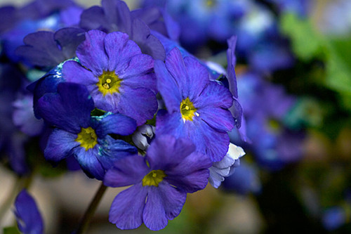 BELLFARM 100 Seeds Giant Dark Blue & Light Blue Flax Linum Usitatissimum