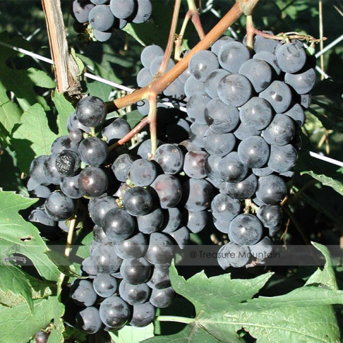 BELLFARM Bluebell Blue Juice Grape 100 Seeds