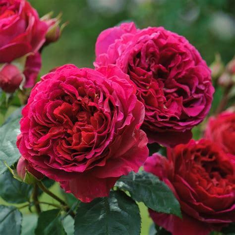 BELLFARM Rare Heathcliff Dark Red Cupped Double Rose 50 Fresh Seeds Strong Fragrant