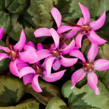 BELLFARM 10PCS Cyclamen Perennial Hardy Flowers Seeds Red Purple Pink White Green Colorful Home Garden Flowers Heirloom