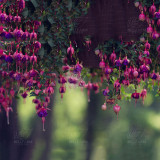 BELLFARM 100PCS Hanging Bonsai Fuchsia Perennial Flowers Seeds Heirloom Red Pink White Blue Colorful Garden Home Flowers