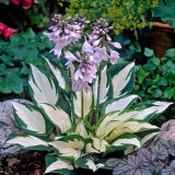 BELLFARM 110PCS/Pack Hosta Plants Seeds 21 Colors Available Ornamental Big Bonsai Plantain Lily Garden Herbs Flowers