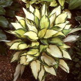BELLFARM 110PCS/Pack Hosta Plants Seeds 21 Colors Available Ornamental Big Bonsai Plantain Lily Garden Herbs Flowers