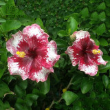 BELLFARM 20PCS Hibiscus Rosa-sinensis Perennial Flower Seeds Bonsai Big Blooms Red Green Blue Purple Colorful Garden Home Flower