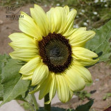 Lemon Queen Sunflower Helianthus annuus 20 Seeds