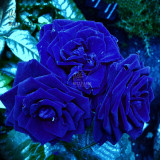 BELLFARM Mixed Rose 4 Types of Blue Black Purple Blue Rose Flowers 50 Seeds