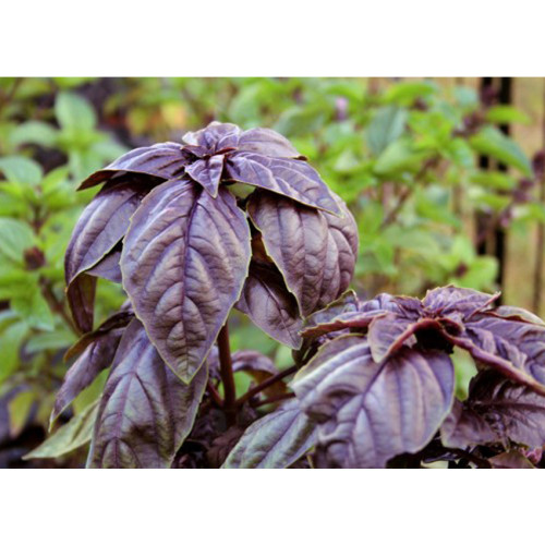 BELLFARM Purple Sweet Basil with Giant Leaves 100 Seeds Ocimun Basilicum Perillaseed Herb Salad Vegetables