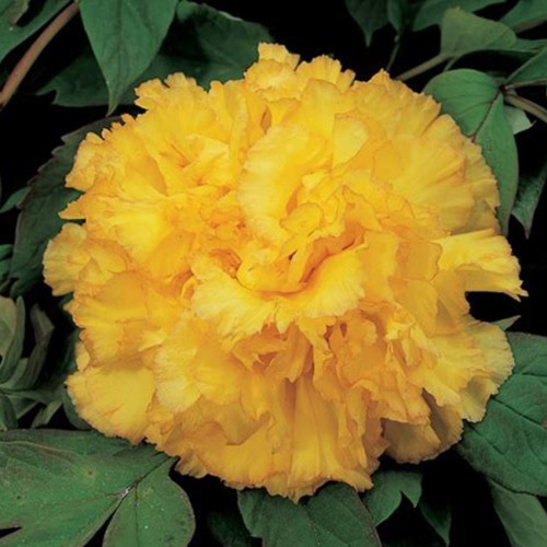 BELLFARM Peony 'Goden Years' Gold Flowers Seeds 5PCS Heirloom Big Fragrant Double Flowers