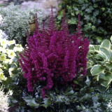 BELLFARM Mixed 9 Colors Astilbe Chinensis Seeds 100PCS Bonsai Purple Red White Blue Pink Green Colorful Perennial Garden Flowers