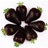 BELLFARM 9 Packs Strawberry Seeds Organic & Hybrid Edible Roman F1 Yellow Blue Green Black Milan Pikstan F1 White Fragaria