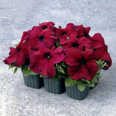 BELLFARM Supercascade Burgundy Dark Red Petunia Annual Flowers 100 Seeds Heirloom Slightly Ruffled Rim Ornamental