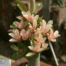 BELLFARM Adenium 'Yulan magnolia' Types Pink Semidouble Petals Flowers, 2pcs Seeds Rare Heirloom Desert Rose