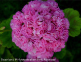 10PCS Swanland Pink Australien Pink Rosebud Zonal Geranium Flower Seeds