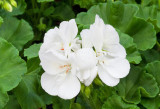 10PCS White Zonal Pelargonium Seeds White Terry Semidouble Geranium Seeds