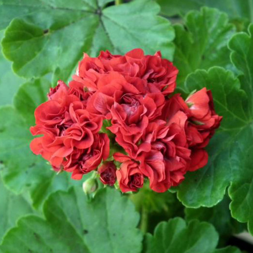 Rosebud™ Red Geranium Plant