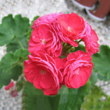 PAC Red Viva Rosita Zonal Geranium Flower Seeds 10PCS