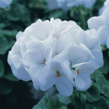 10PCS White Zonal Pelargonium Seeds White Terry Semidouble Geranium Seeds