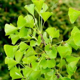 BELLFARM Maidenhair Fossil Tree Gingko Biloba 5 Seeds Green to Yellow Ornamental Leaves