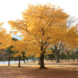 BELLFARM Maidenhair Fossil Tree Gingko Biloba 5 Seeds Green to Yellow Ornamental Leaves
