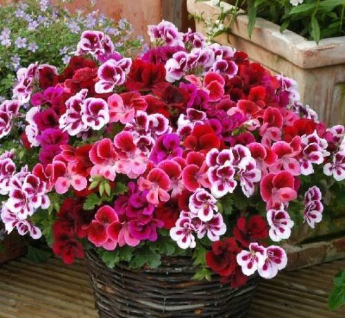 Geranium Mixed Dark Red Petals Pink Edege Flowers Deep Red and White Semidouble Flowers Seeds