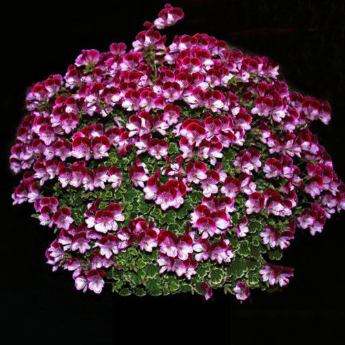 Geranium 'Colorful Butterfly' Blackish Red White Flowers Seeds