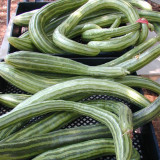 Cucumber Armenia Vegetable 50 Seeds Organic 1 meter Long