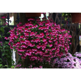 Geranium 'Colorful Butterfly' Blackish Red White Flowers Seeds