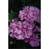10PCS Geranium 'Royal Lavender' Seeds Trailing Heat-tolerant Pelargonium Soft Lavender Pink Flowers
