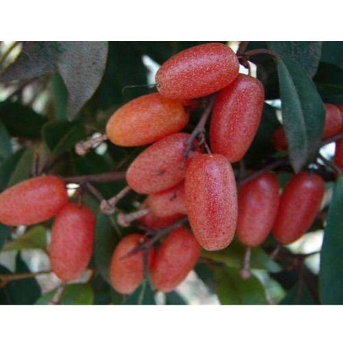 BELLFARM Elaeagnus multiflora Silverberry Goumi Berry Seeds Buddha's Light Fruit Chinese Ta-pieh Mountains Rare Fruits