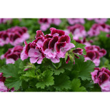 10PCS Geranium 'Elegance Imperial' Flower Seeds Rich Burgundy Purple Perennial Pelargonium Flowers