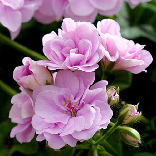 10PCS Geranium 'Royal Lavender' Seeds Trailing Heat-tolerant Pelargonium Soft Lavender Pink Flowers