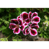 10PCS Geranium 'Elegance Imperial' Flower Seeds Rich Burgundy Purple Perennial Pelargonium Flowers