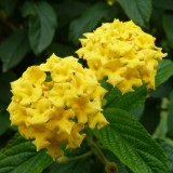 BELLFARM Lantana Camara Perennial Bonsai Flowers, 20 Seeds, several colors for your choose great for garden plants
