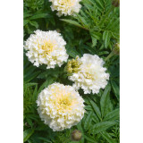 BELLFARM 50PCS White Marigold French Vanilla Hybrid Flowers Seeds