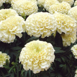 BELLFARM 50PCS White Marigold French Vanilla Hybrid Flowers Seeds