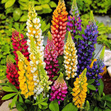 BELLFARM 15PCS Lupinus 20 Types of Lupine Perennial Flowers Seeds, Red Orange Yellow White Colorful Garden Light Fragrant