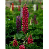 BELLFARM 15PCS Lupinus 20 Types of Lupine Perennial Flowers Seeds, Red Orange Yellow White Colorful Garden Light Fragrant