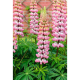 BELLFARM 15PCS Lupinus 20 Types of Lupine Perennial Flowers Seeds, Red Orange Yellow White Colorful Garden Light Fragrant