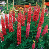 BELLFARM 15PCS Lupinus 20 Types of Lupine Perennial Flowers Seeds, Red Orange Yellow White Colorful Garden Light Fragrant