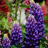 BELLFARM 15PCS Lupinus 20 Types of Lupine Perennial Flowers Seeds, Red Orange Yellow White Colorful Garden Light Fragrant