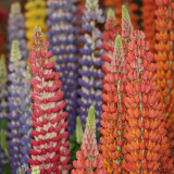 BELLFARM 15PCS Lupinus 20 Types of Lupine Perennial Flowers Seeds, Red Orange Yellow White Colorful Garden Light Fragrant