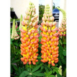 BELLFARM 15PCS Lupinus 20 Types of Lupine Perennial Flowers Seeds, Red Orange Yellow White Colorful Garden Light Fragrant