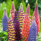 BELLFARM 15PCS Lupinus 20 Types of Lupine Perennial Flowers Seeds, Red Orange Yellow White Colorful Garden Light Fragrant