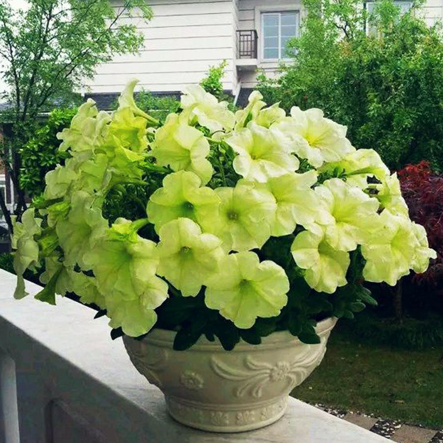 flowers with big petals