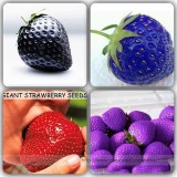 BELLFARM Mixed Strawberry Seeds Black Blue Giant Red Purple, Professional Pack, 100 Seeds / Pack, 100% True Variety Fruits