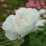 BELLFARM 'Bai Dew' Snow-white Peony Tree Flower Seeds, 5 Seeds / Pack, Light Fragrant Big Blooming Flowers